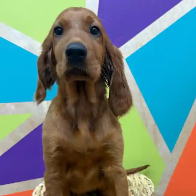 Female Irish Setter puppy named Scarlett for sale at Petland Wichita West.