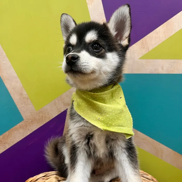 Male Alaskan Klee Kai puppy named Michael for sale at Petland Wichita West.