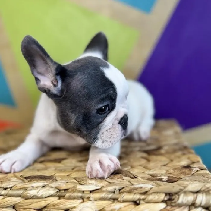 Female French Bulldog puppy named Tater for sale at Petland Rogers.