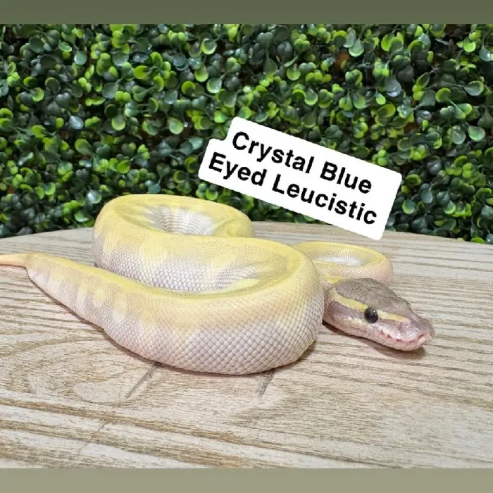 Female Ball Python reptile for sale at Petland Joplin.