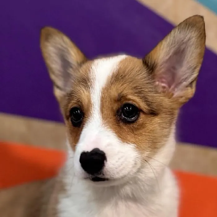 Female Pembroke Welsh Corgi puppy named Missy for sale at Petland Rogers.