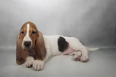 Female Basset Hound puppy for sale at Petland Rogers.