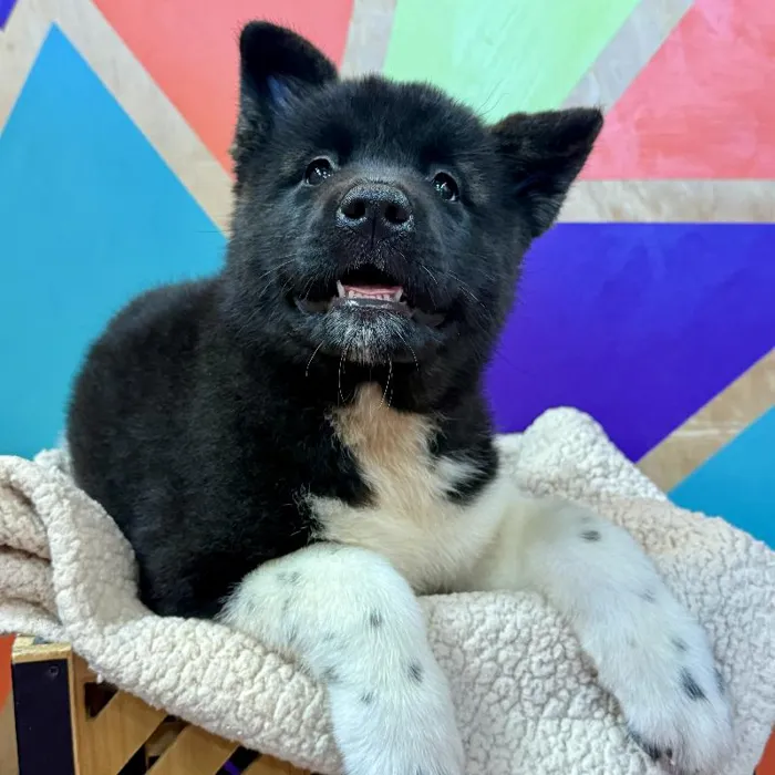 Female Akita puppy named Anushka for sale at Petland Joplin.