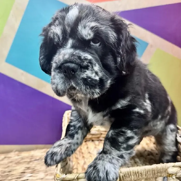 Male Mini Hippo puppy named Harry for sale at Petland Rogers.