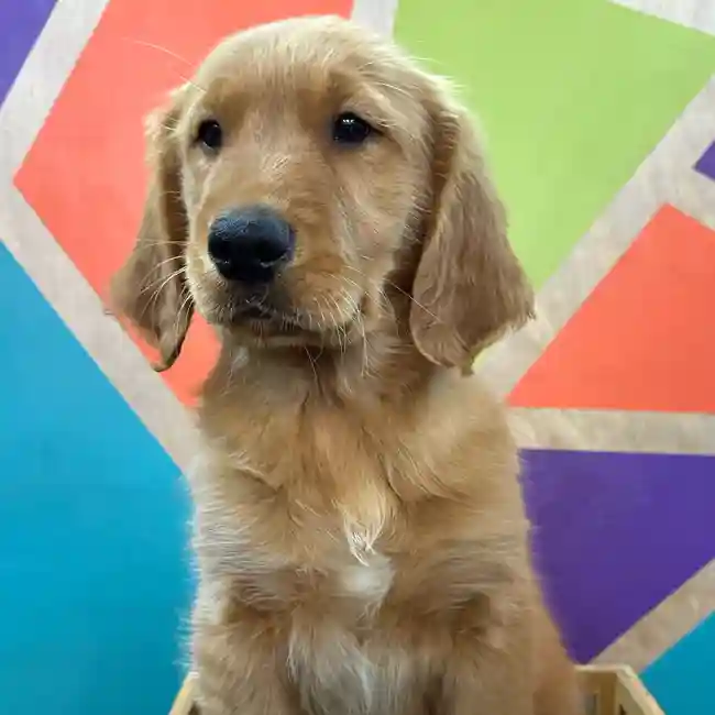 Male Golden Retriever puppy named Harvey for sale at Petland Joplin.