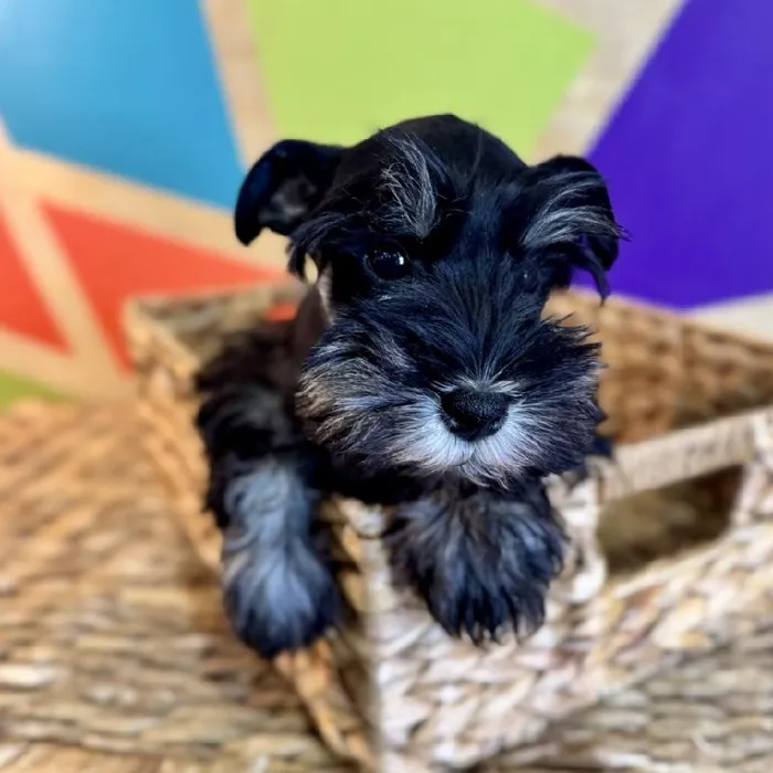 Male Mini Schnauzer puppy named Scott for sale at Petland Rogers.