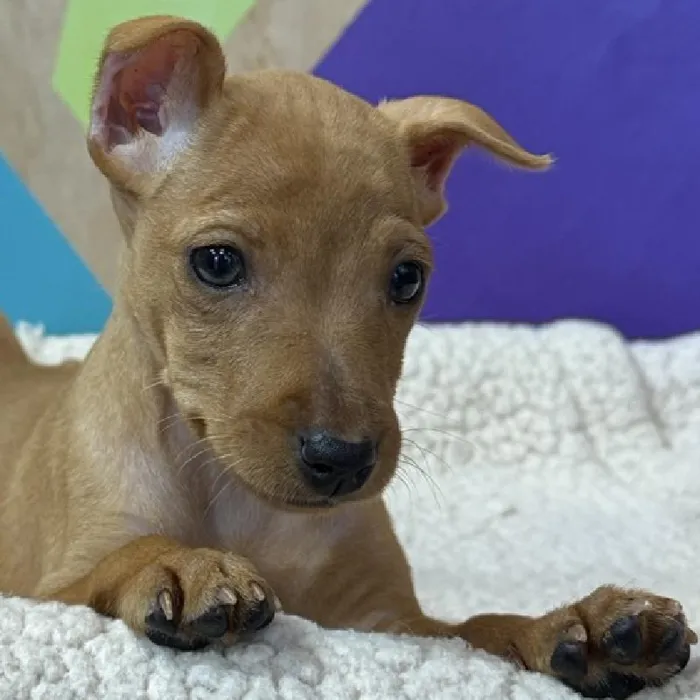 Female Min Pin puppy named Minnie Mouse for sale at Petland Joplin.