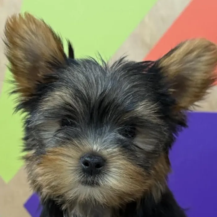 Male Yorkie puppy named Jack for sale at Petland Rogers.