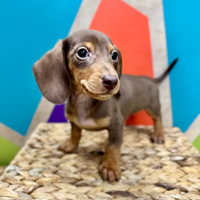 Male Mini Dachshund puppy named Frank for sale at Petland Rogers.