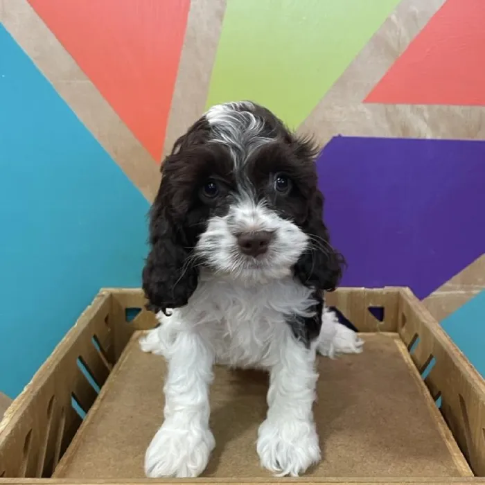 Female Cockapoo puppy named Rosie for sale at Petland Joplin.