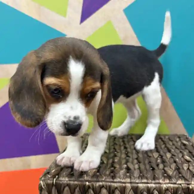Female Beagle puppy named Phoebe for sale at Petland Wichita West.