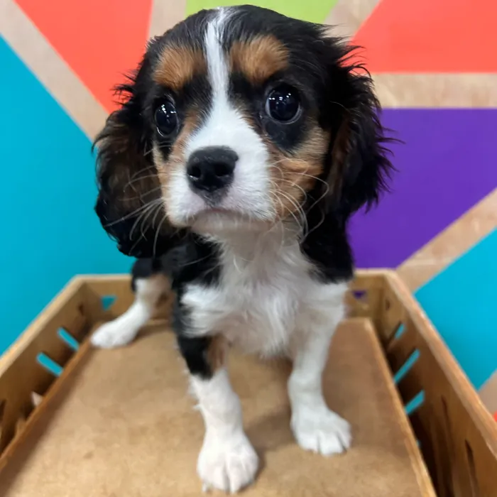 Male Cavalier King Charles Spaniel puppy named Chunk for sale at Petland Fayetteville.