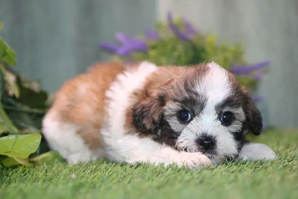 Female Teddy Bear puppy named Tanya for sale at Petland Wichita West.
