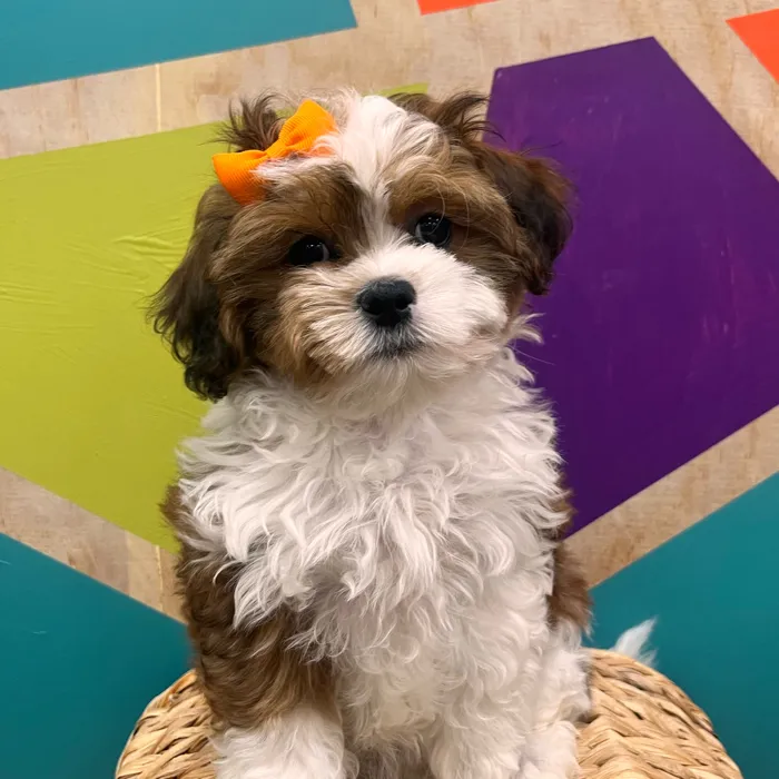 Female Shipoo puppy named Peggy for sale at Petland Wichita West.