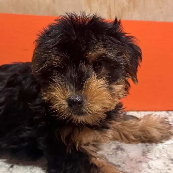 Male Yorkie puppy named Frank for sale at Petland Fayetteville.