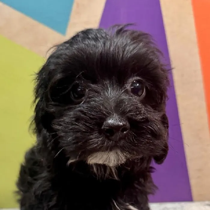 Female Mini Poodle puppy named Maya for sale at Petland Fayetteville.