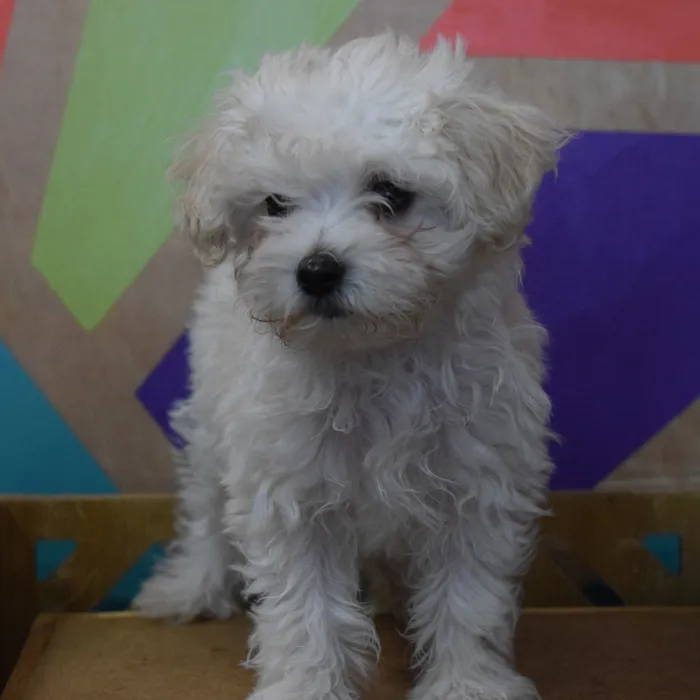 Female Maltipoo puppy named Marsha for sale at Petland Joplin.