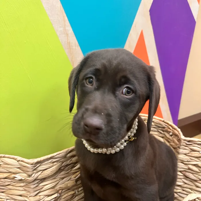 Female Labrador Retriever puppy named Darla for sale at Petland Wichita West.