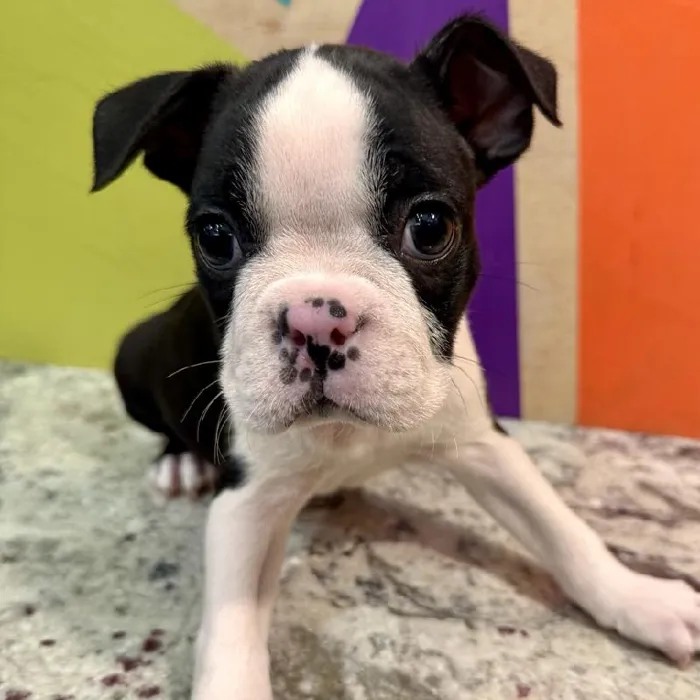 Male Boston Terrier puppy named Boyd for sale at Petland Fayetteville.