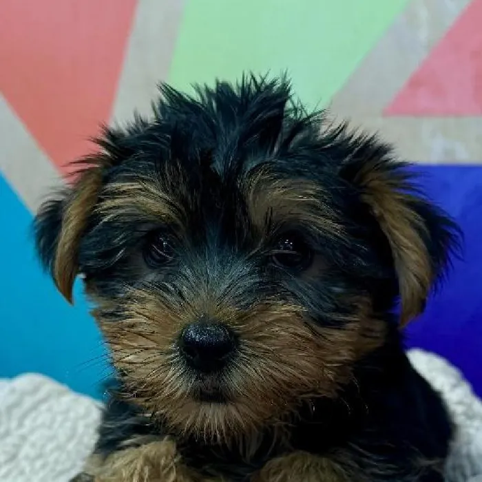Male Yorkie puppy named Boston for sale at Petland Joplin.