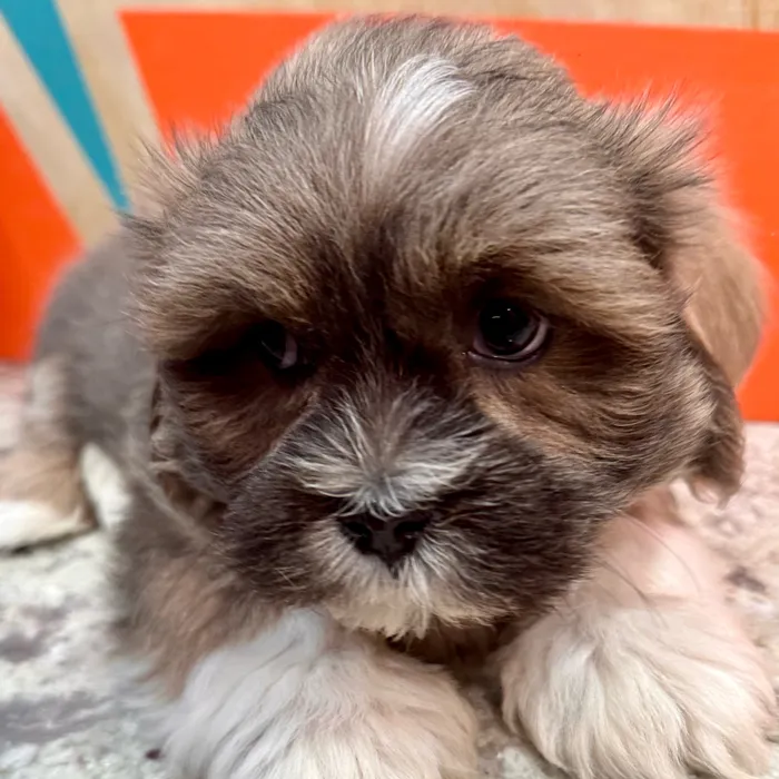 Male Lhasa Apso puppy named Greyson for sale at Petland Rogers.