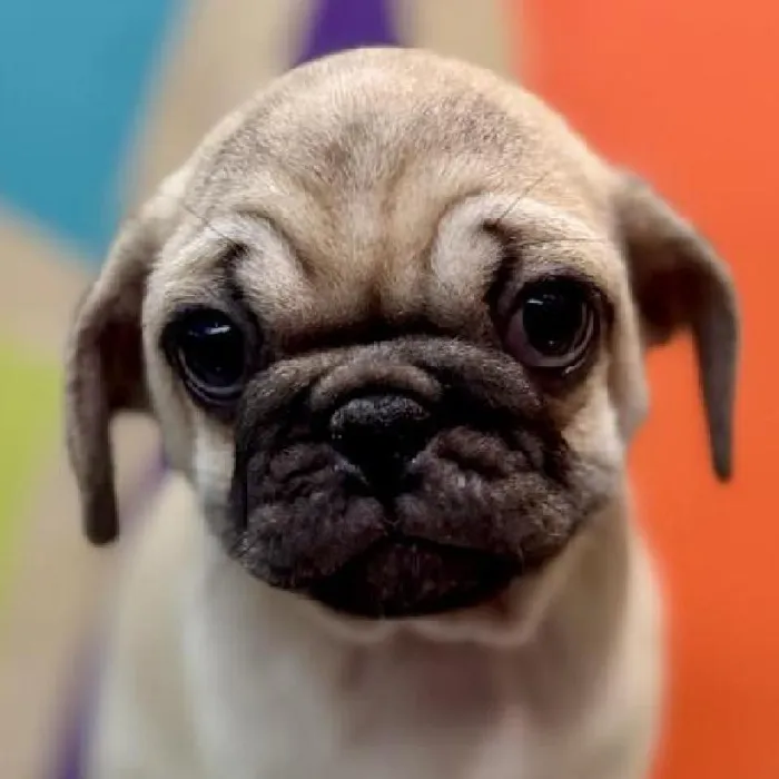 Male Pug puppy named Dale for sale at Petland Rogers.