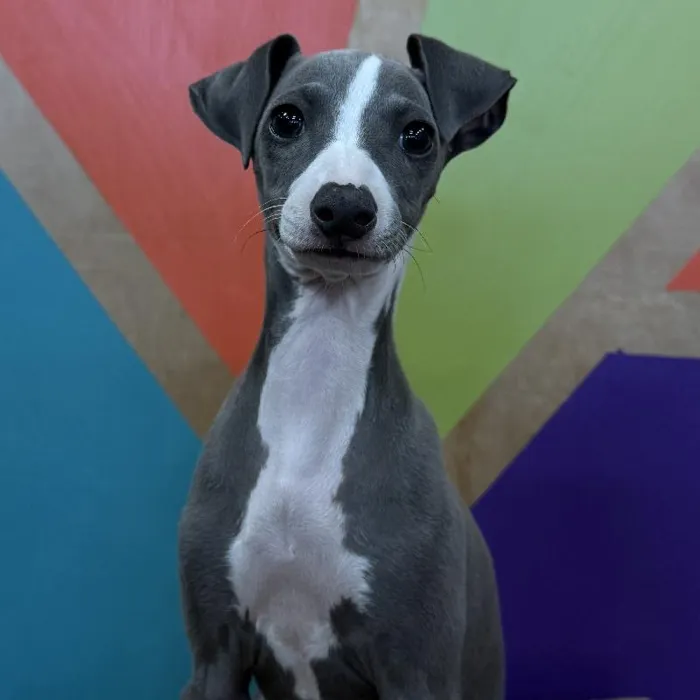 Female Italian Greyhound puppy named Gigi for sale at Petland Rogers.