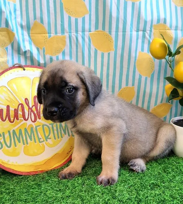 Male English Mastiff puppy for sale at Petland Joplin.
