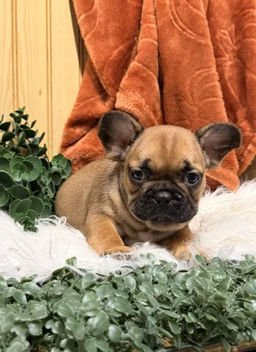 Male French Bulldog puppy named Francine for sale at Petland Rogers.