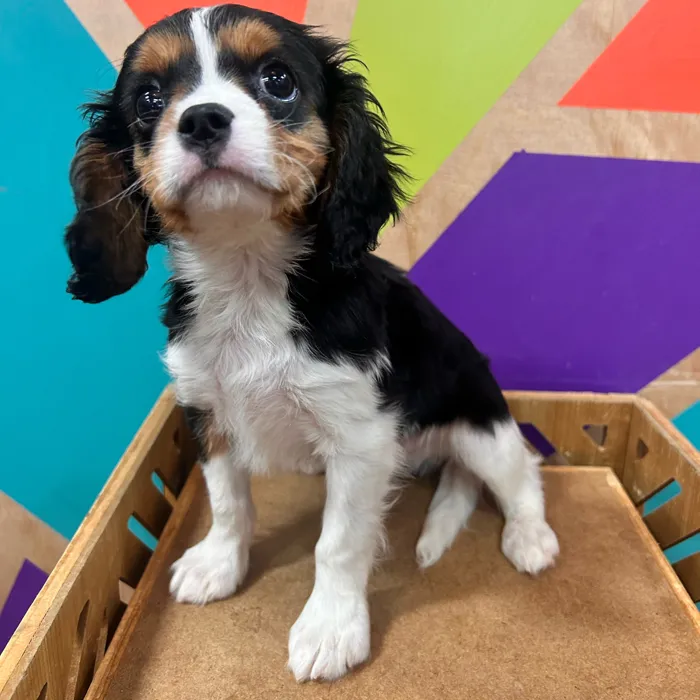 Male Cavalier King Charles Spaniel puppy named Chunk for sale at Petland Fayetteville.