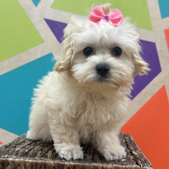 Female Maltipoo puppy named Marsha for sale at Petland Wichita West.