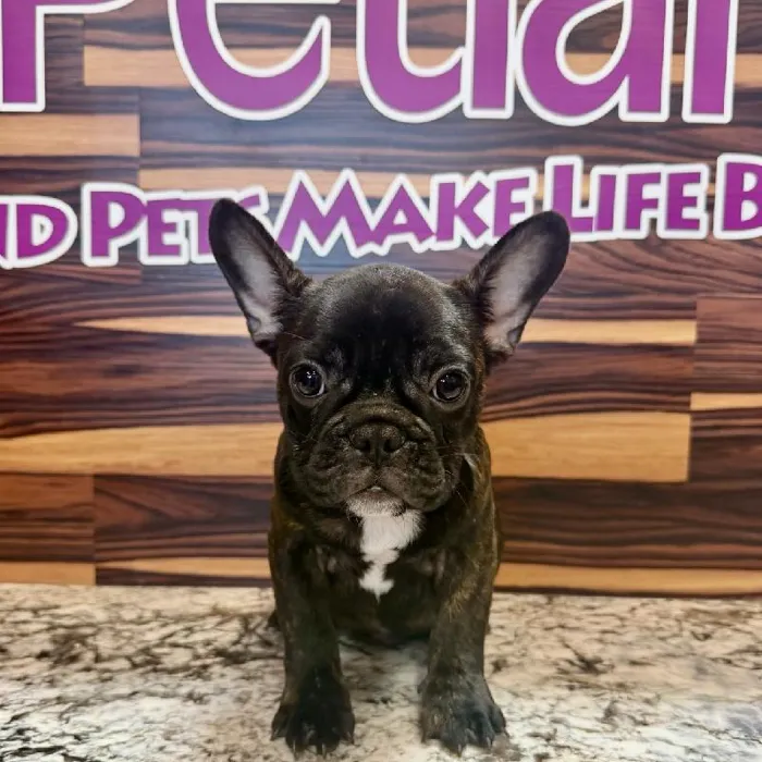 Male French Bulldog puppy named Monte for sale at Petland Rogers.