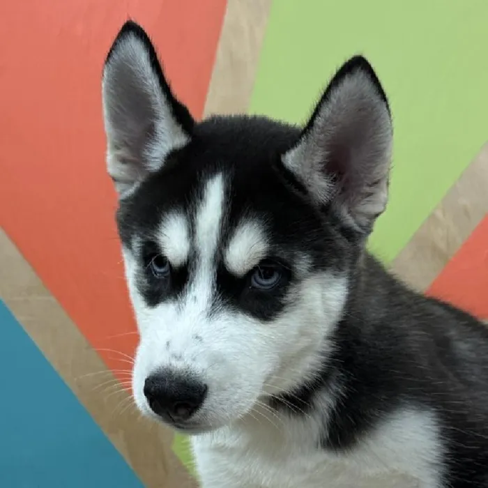 Male Siberian Husky puppy named Domino for sale at Petland Fayetteville.