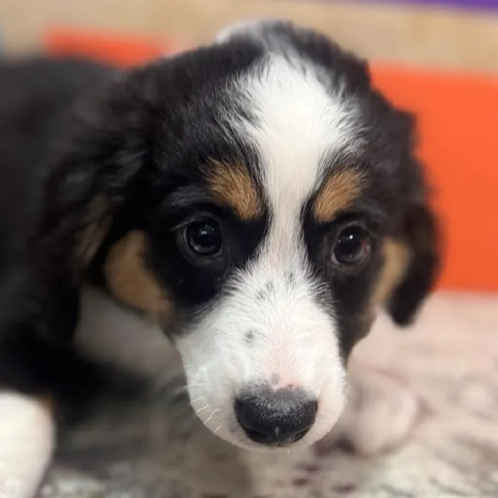 Female Mini Aussiedoodle puppy named Roo for sale at Petland Rogers.