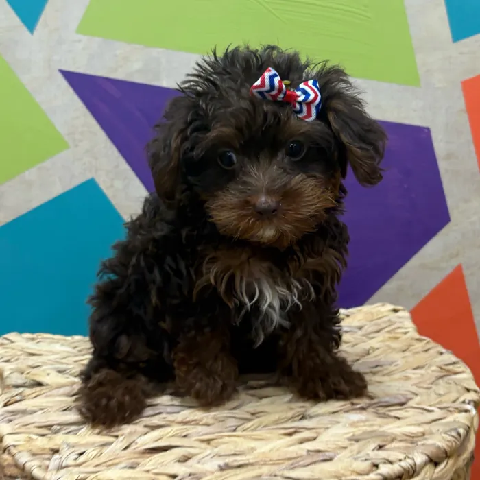 Male Toy Yorkie-Poo puppy named Chocolate Tony for sale at Petland Wichita West.