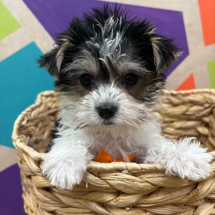 Male Biewer Yorkshire Terrier puppy named Stanley for sale at Petland Wichita West.