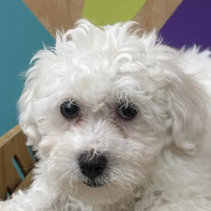 Male Bichon puppy named Echo for sale at Petland Joplin.