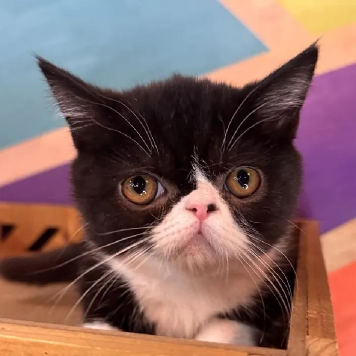 Female Exotic Short Hair kitten named Moon for sale at Petland Rogers.