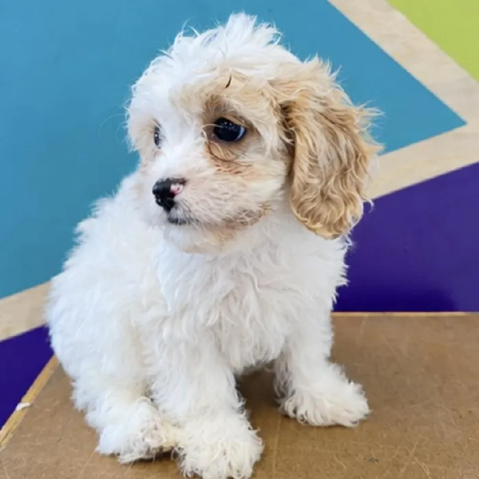 Male Cavachon puppy named Joshua for sale at Petland Fayetteville.