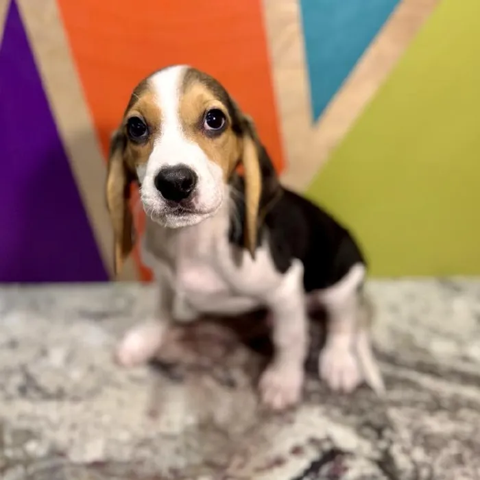 Male Beagle puppy named Bagel for sale at Petland Rogers.