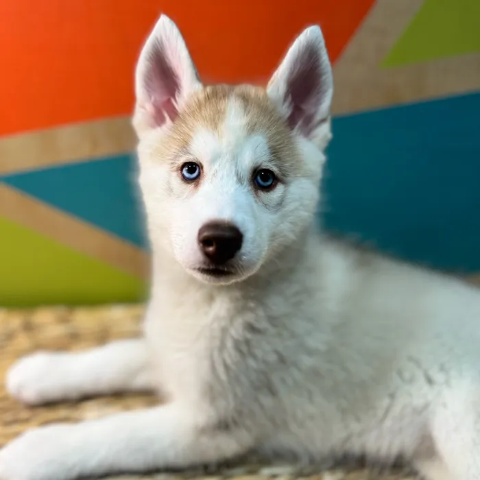 Female Siberian Husky puppy named Azul for sale at Petland Rogers.