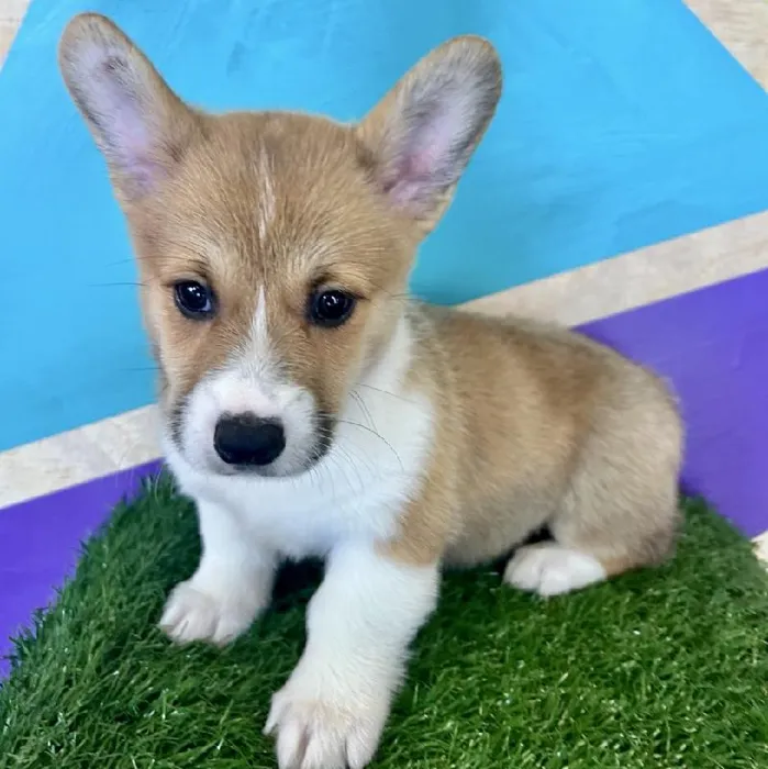 Male Pembroke Welsh Corgi puppy named Thomas for sale at Petland Fayetteville.
