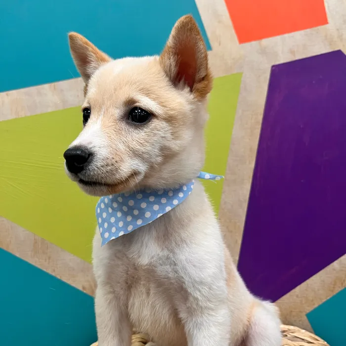 Male Shiba Inu puppy named Bingo for sale at Petland Wichita West.
