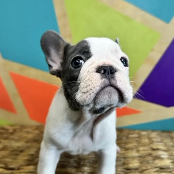 Female French Bulldog puppy named Tater for sale at Petland Rogers.