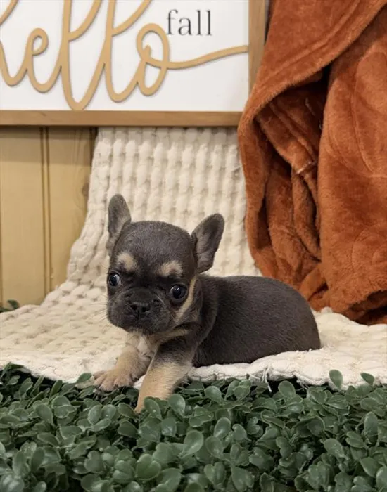 Male French Bulldog puppy named Buddy for sale at Petland Wichita West.