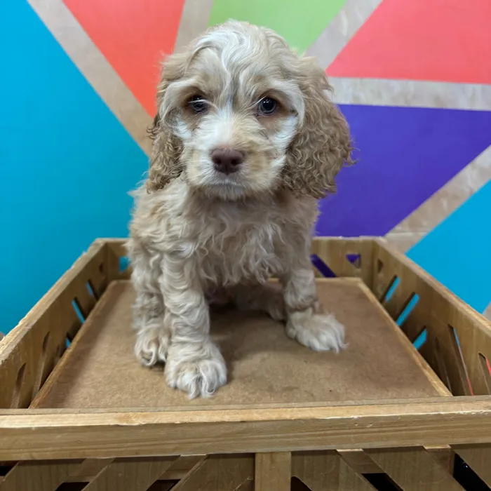 Male Cocker Spaniel puppy named Homer for sale at Petland Joplin.