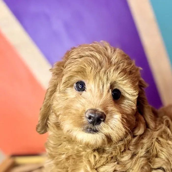 Female Mini Goldendoodle puppy named Liz for sale at Petland Fayetteville.