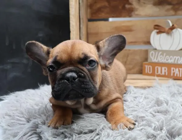 Male French Bulldog puppy named Angus for sale at Petland Wichita West.