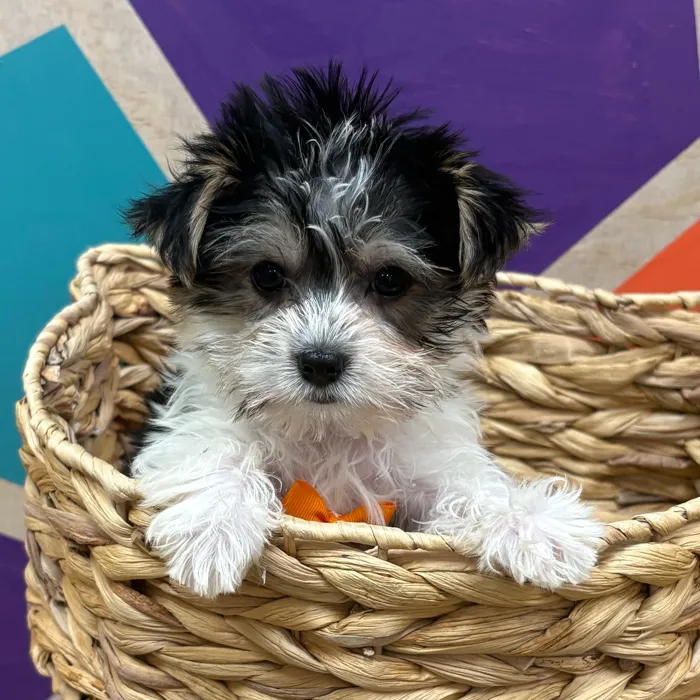 Male Biewer Yorkshire Terrier puppy named Stanley for sale at Petland Wichita West.