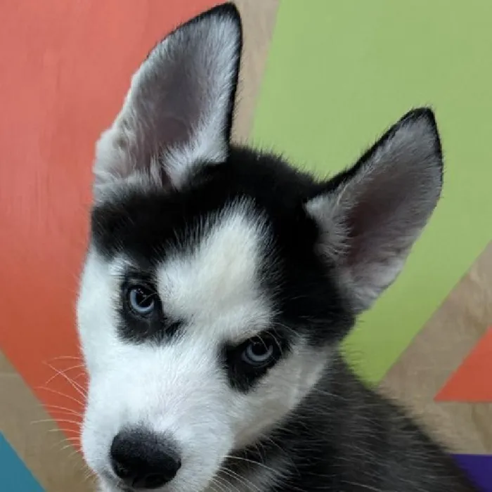 Female Siberian Husky puppy named Zaylen for sale at Petland Rogers.